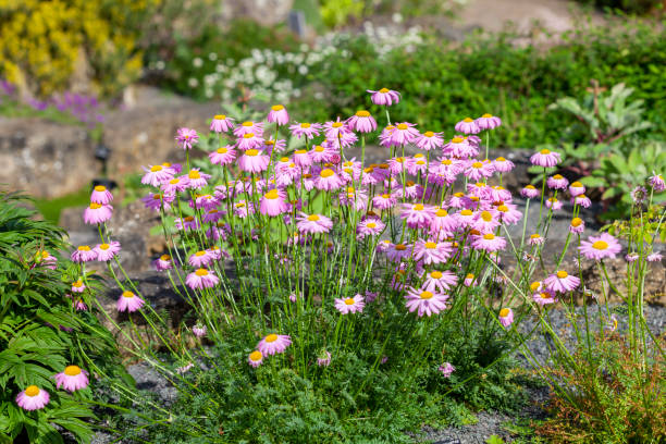 istock Tanacetum coccineum 1292715082