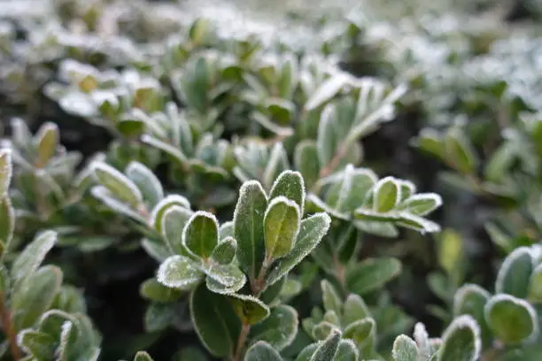 Closeup of leaves of common boxwood covered with hoarfrost in November