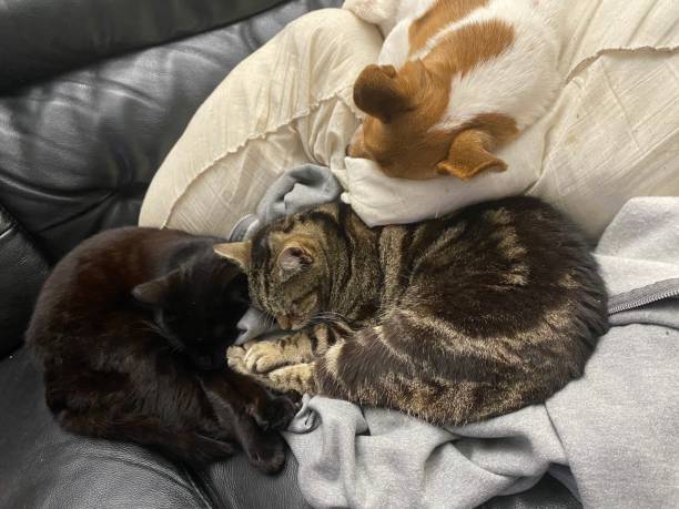 istock Dog and cats on sofa 1292716236