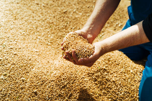Farmer holds barley grain in his hands.