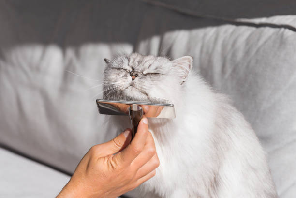 istock Man's hand combing grey persian cat. Sweet cat enjoying while being brushed. 1292717465