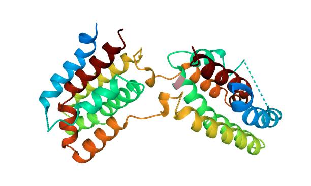 istock Structure of human interleukin-10 homodimer 1292717562