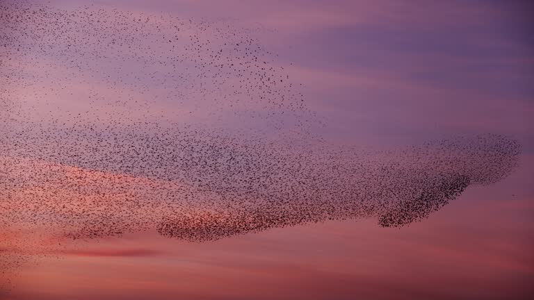 Beauty starlings dancing at dusk