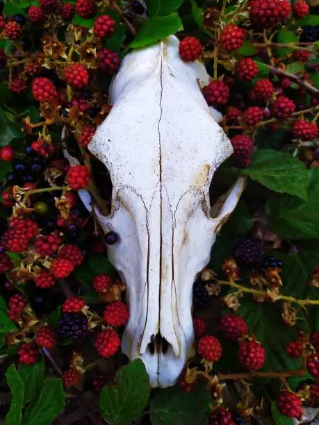 A dog skull with Cranberries