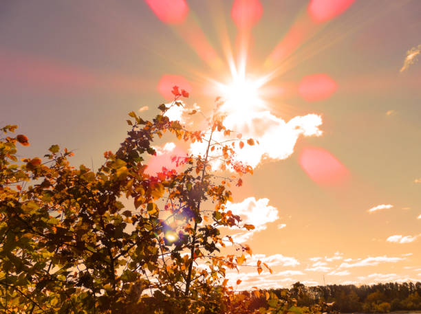 istock Sundown through  tree twigs sunlight blur effect and glare . Tranquil fall sunset landscape with nobody 1292720204