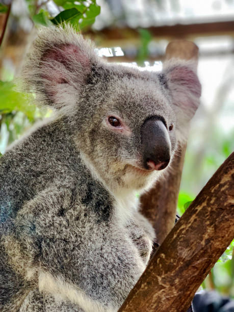 istock A cute koala bear, disambiguation, or Phascolarctos cinereus, relaxing on a eucalyptus tree with green leaves in the zoo, Australia. 1292720488