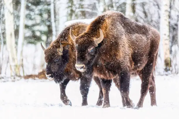 Large brown bisons Wisent group near winter forest with snow. Herd Of European Aurochs Bison, Bison Bonasus. Nature habitat. Selective focus