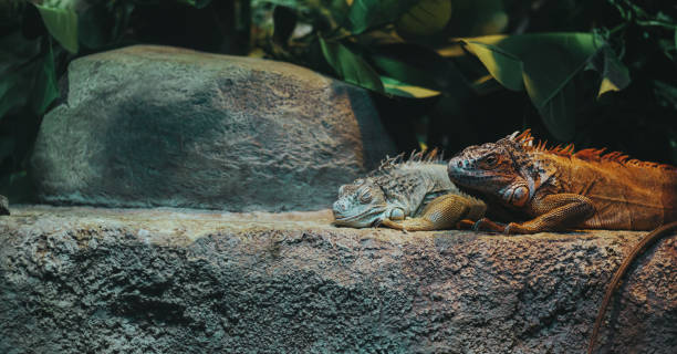istock Cute iguanas lying on rock in enclosure. Large herbivorous lizards resting on cliff 1292721688