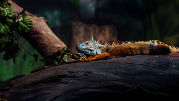 istock Cute iguana lying on tree in enclosure. Large herbivorous lizard resting on trunk of tree 1292721715
