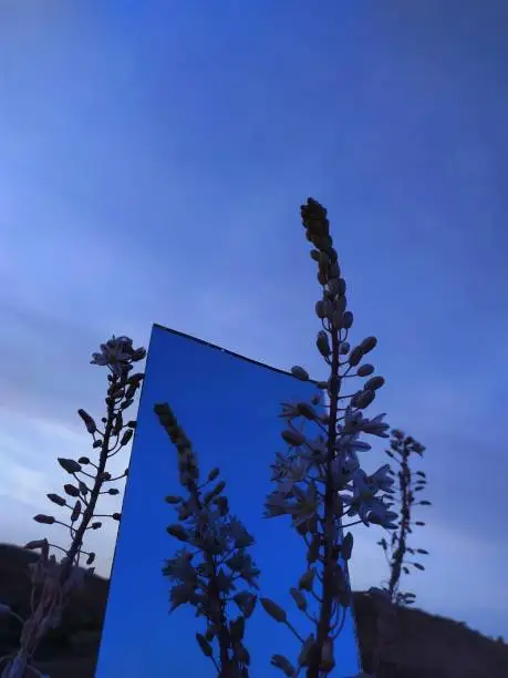 Mirror with flowers and blue sky