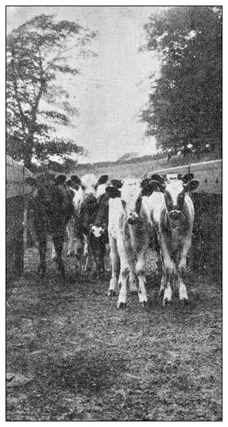 istock Antique dotprinted black and white photograph: Rural Landscape 1292724164