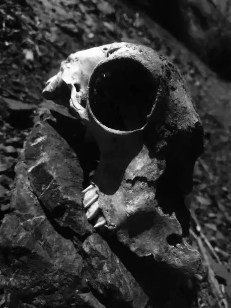 A skull with stone