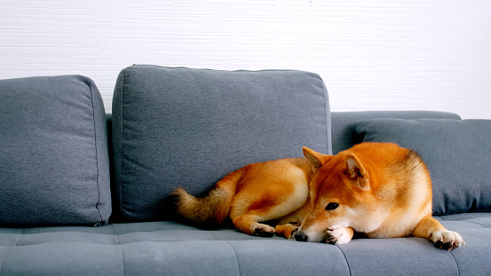 Cute Shiba Inu dog sleeping on a sofa at home.