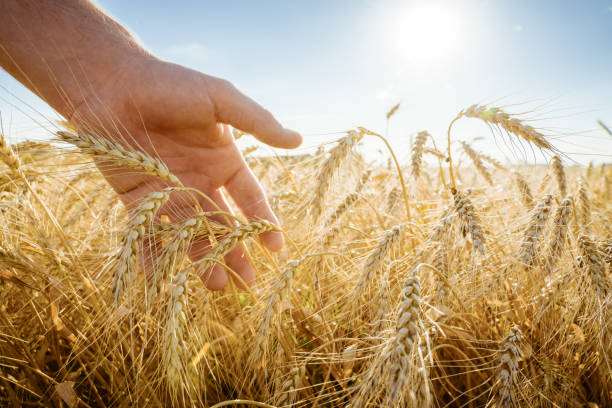 la main touche les oreilles de l’orge. agriculteur dans un champ de blé. concept riche de récolte - barley grass photos photos et images de collection