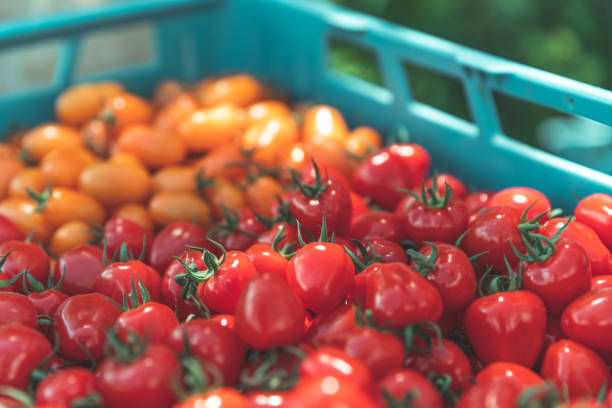 istock freshly picked red tomatoes in a crate 1292728710