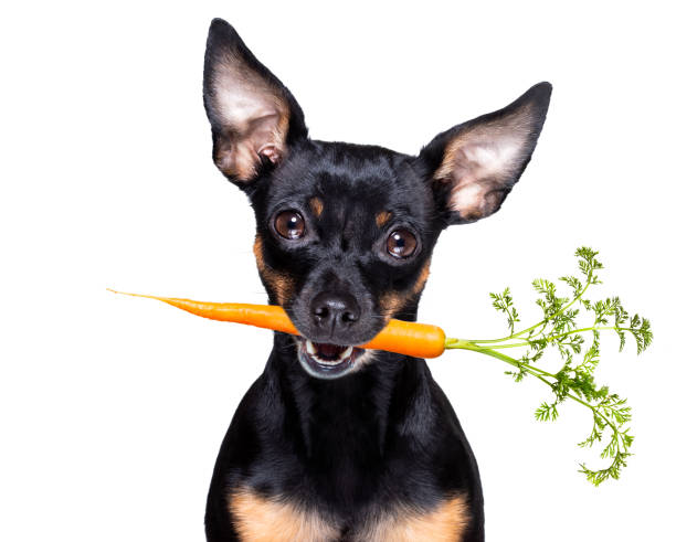 dog  with  healthy  vegan carrot in mouth prague ratter poodle dog  with  healthy  vegan carrot in mouth  , isolated on white background pražský krysařík stock pictures, royalty-free photos & images
