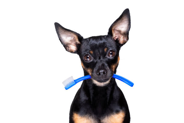 cão escova de dentes dentário - podenco - fotografias e filmes do acervo