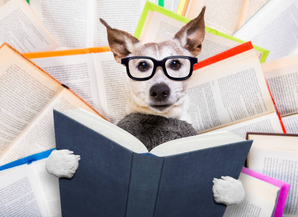 собака чтение книг - color image pets well dressed dog стоковые фото и изображения