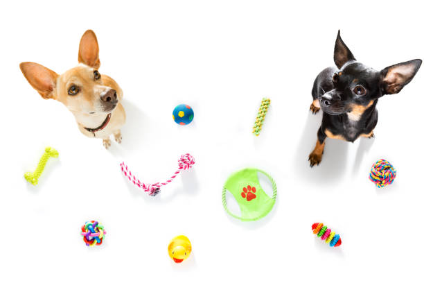 istock dog with pet toys on white 1292728769