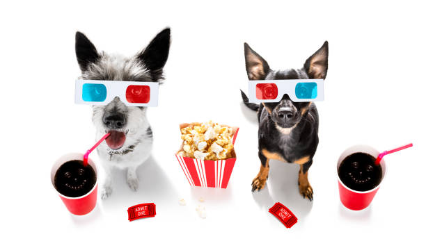 dog to the movies dog going to the movies with soda and glasses and popcorn and tickets, isolated on white background and 3d glases pražský krysařík stock pictures, royalty-free photos & images
