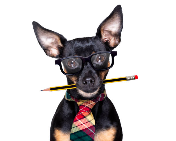 istock dog with pencil at the office 1292729361