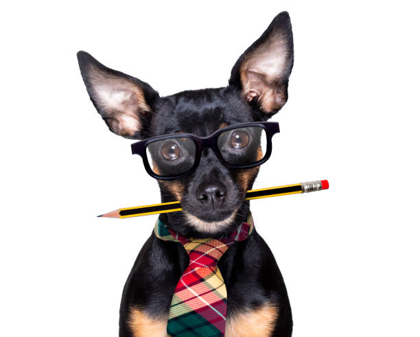 dog with pencil at the office prague ratter dog with pencil or pen in mouth  wearing nerd glasses for work as a boss or secretary , isolated on white background pražský krysařík stock pictures, royalty-free photos & images