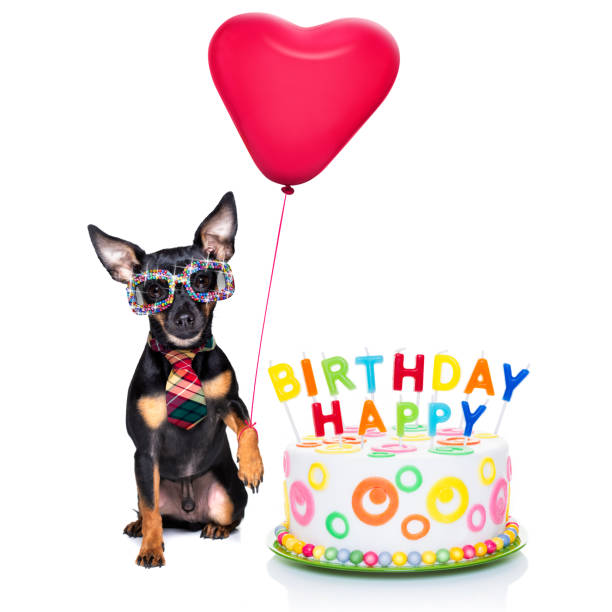 happy birthday dog prague ratter dog  hungry for a happy birthday cake with candles ,wearing  red tie and party hat  , isolated on white background pražský krysařík stock pictures, royalty-free photos & images
