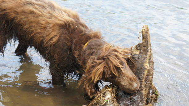 istock Dog breed English Field Spaniel, bathes. Pets 1292729441