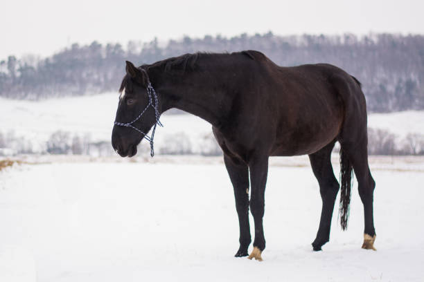 лошадь зимой - horse black stallion friesian horse стоковые фото и изображения