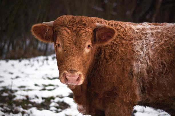 istock Cow in winter nature 1292730672