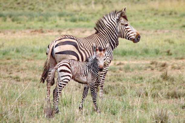 istock Hartmanns Mountain Zebra with Baby 5825 1292731127