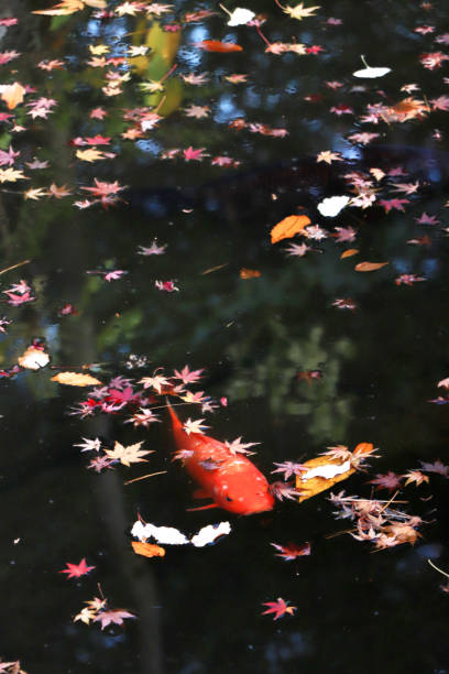 A Japanese red carp swimming in a pond at Kyu-Furukawa garden placing in Tokyo, Japan.