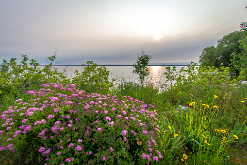Wildflowers bloom on the shores of Lake Huron in Rogers City, Michigan.