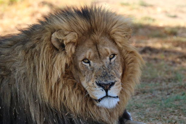 istock Lion Male 2116 1292731981