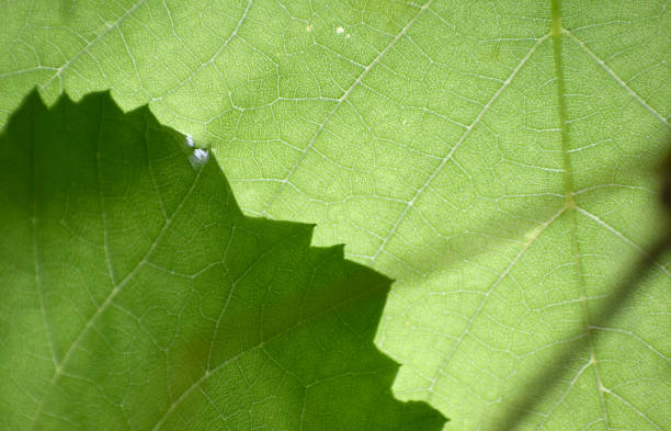 istock Grape fresh leaves in the sun 1292732241