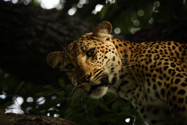 Leopard in a tree stock photo