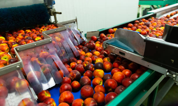 istock Harvest of peaches on sorting line at plantation warehouse 1292734199