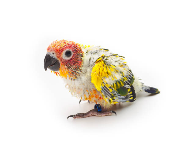 istock Baby Sun conure, Sun Parakeet on white background. (Aratinga solstitialis) 1292734911