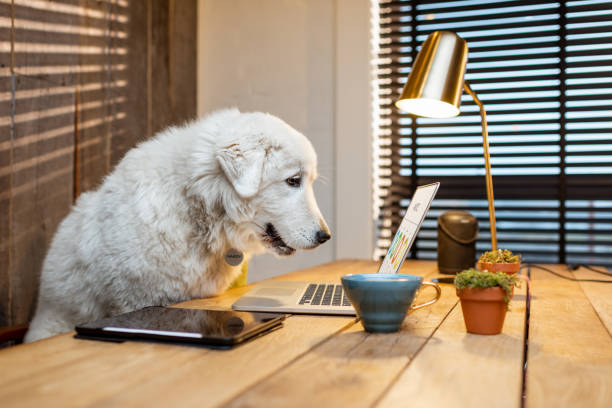 Dog with a laptop in the office Cute white dog sitting at workplace with a laptop in home office dog ate my homework stock pictures, royalty-free photos & images