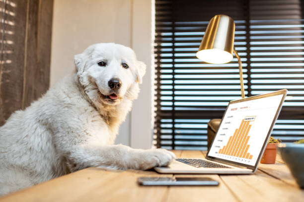 hund mit laptop im büro - niedlich grafiken stock-fotos und bilder