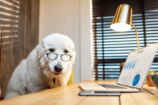 Photo of Dog with a laptop in the office