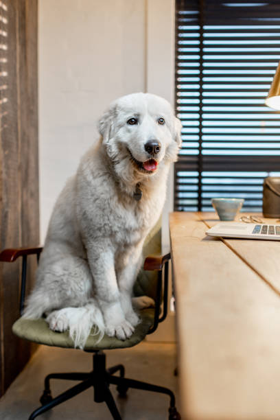 istock Dog with a laptop in the soffice 1292735643