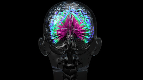 Human brain, neurones connections. Colorful brain MRI scan