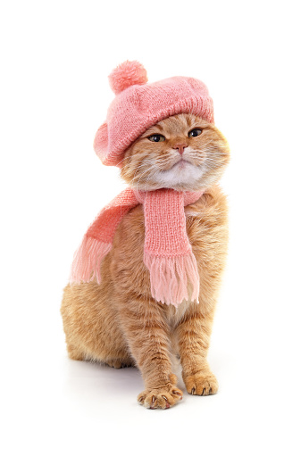 Kitten in a pink scarf and in the hat isolated on a white background.