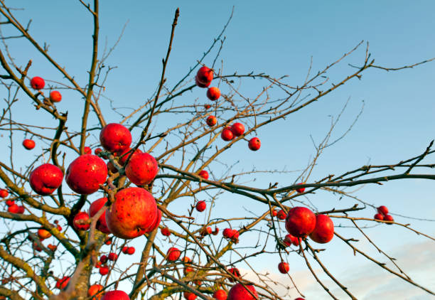 istock Bright sunlight, clear sky in orchard winter scene in Devon, England 1292738905