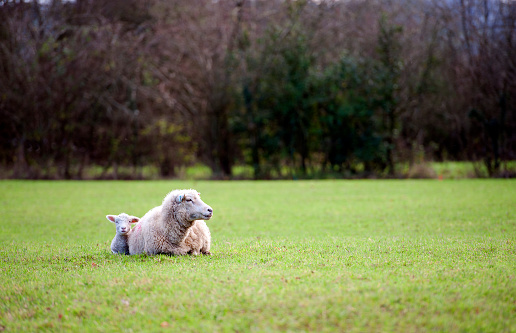 A Great Pryenees dog watching after a flock of sheep in a pasture with thick green grass.