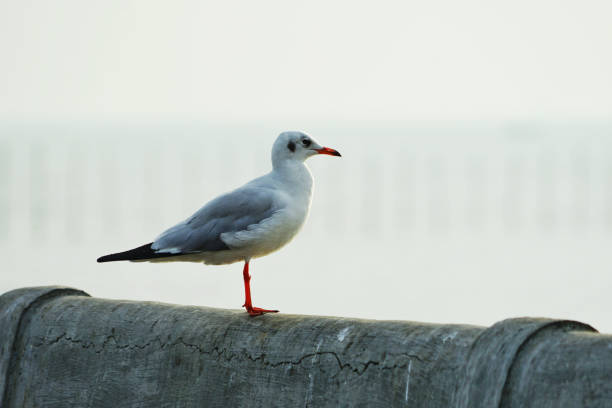 istock the Seagulls in Nature . 1292740150