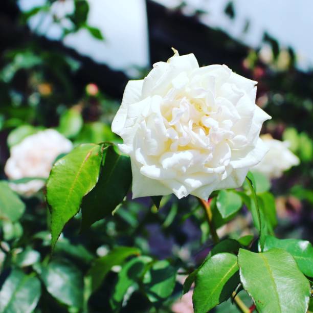 istock white roses, as white as a pure heart 1292740193