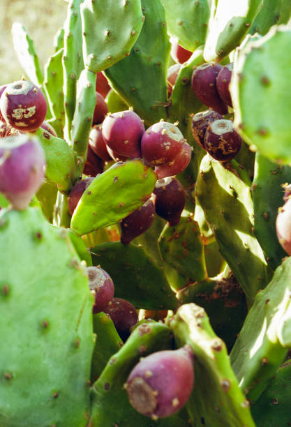 istock Purple prickly pear fruits. 1292741402