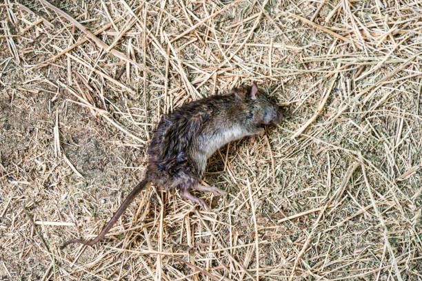 dead mouse is lying on dry grass. fighting rodents on farm. poison for rats. concept of rodenticide in agriculture. seasonal raid of field mice on the farm. - dead animal mouse dead body death imagens e fotografias de stock